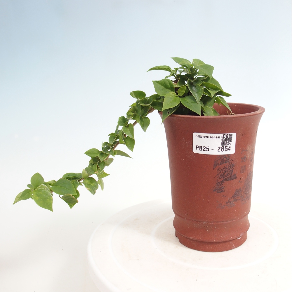 Bonsai do wnętrz - Bouganwilea