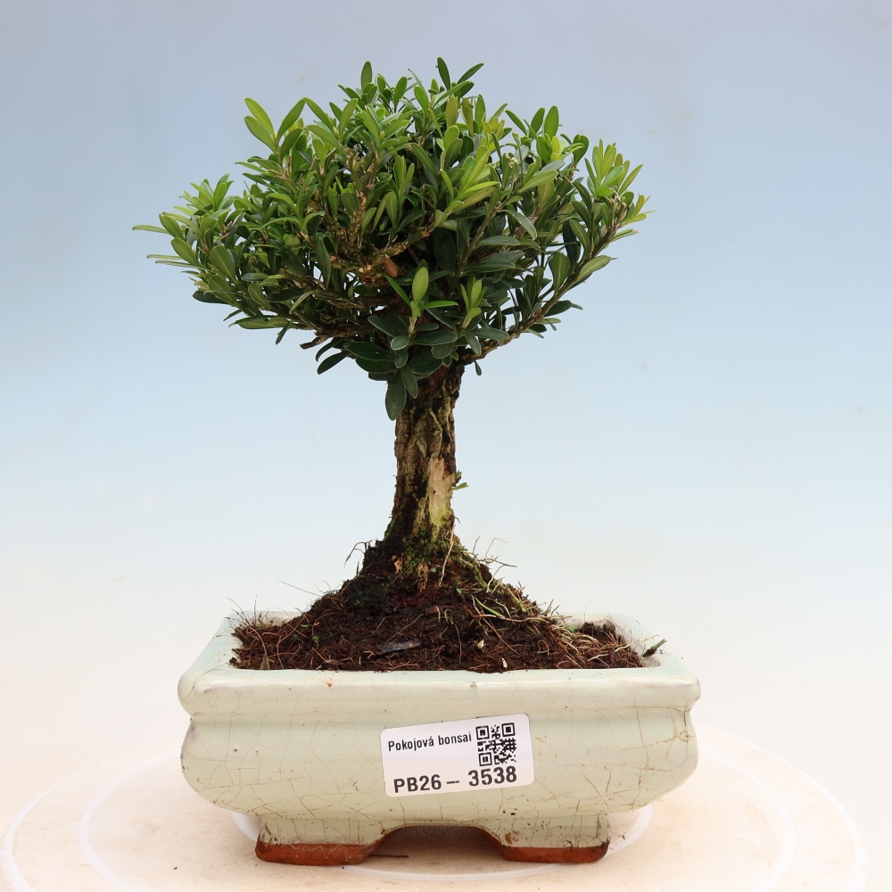 Pokój bonsai - Buxus harlandii - buxus korkowy