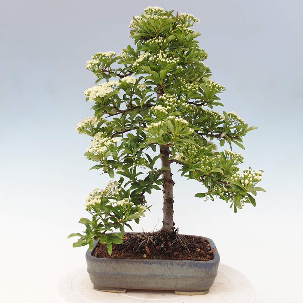 Outdoor Bonsai-Pyracanta Teton-Piekarnia