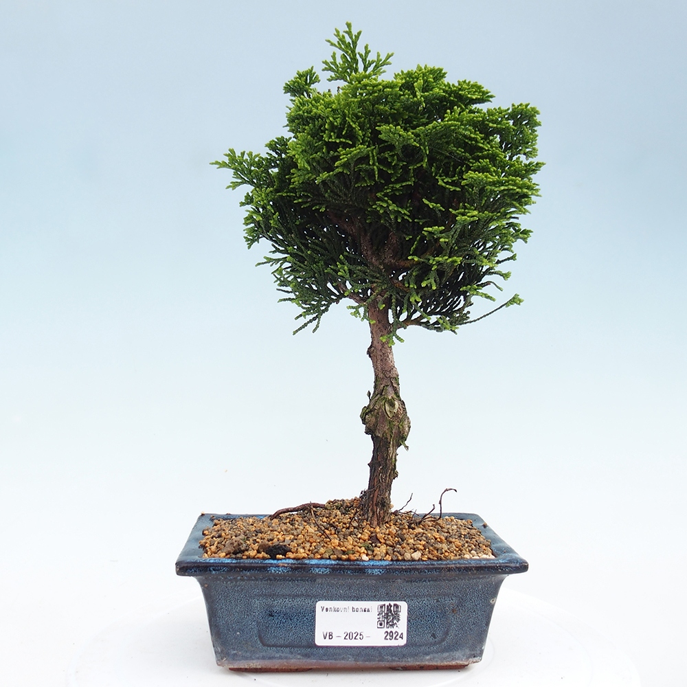 Bonsai na zewnątrz - Cham.pis obtusa Nana Gracilis - Cyprys