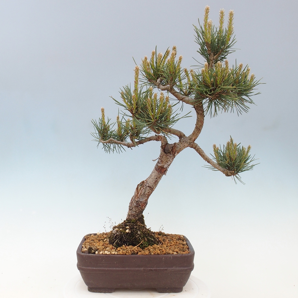 Outdoor bonsai - Pinus Sylvestris - sosna zwyczajna