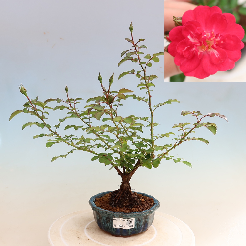 Bonsai ogrodowe – Rosa Kordes – róża