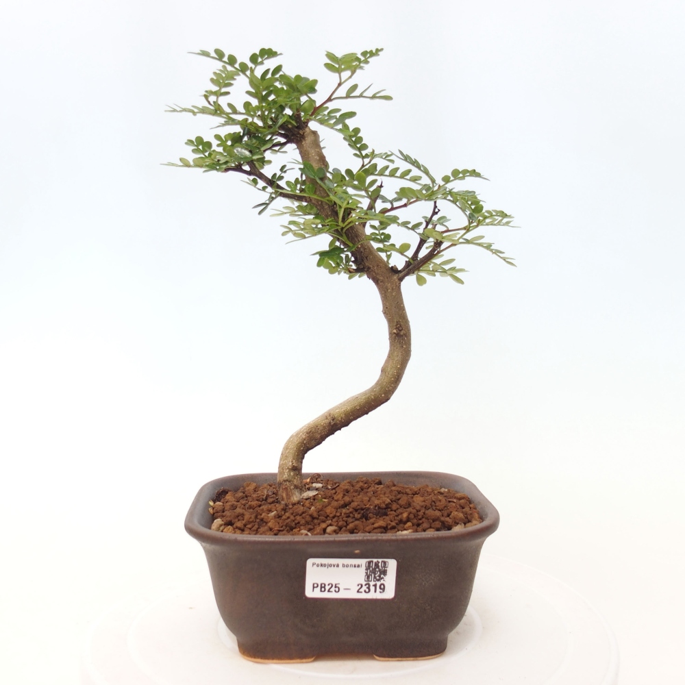 Bonsai do wnętrz - Zantoxylum piperitum - Mięta pieprzowa