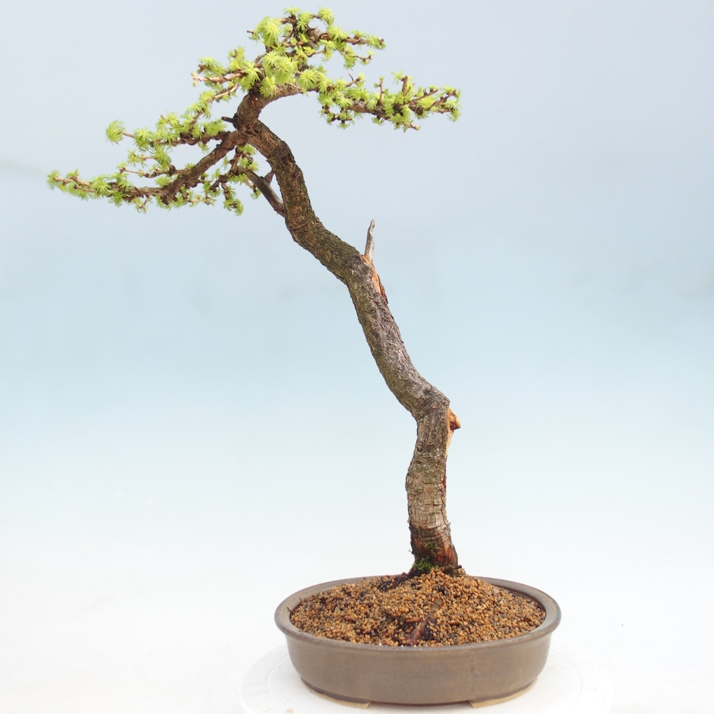 Bonsai zewnętrzne - Larix decidua - Modrzew