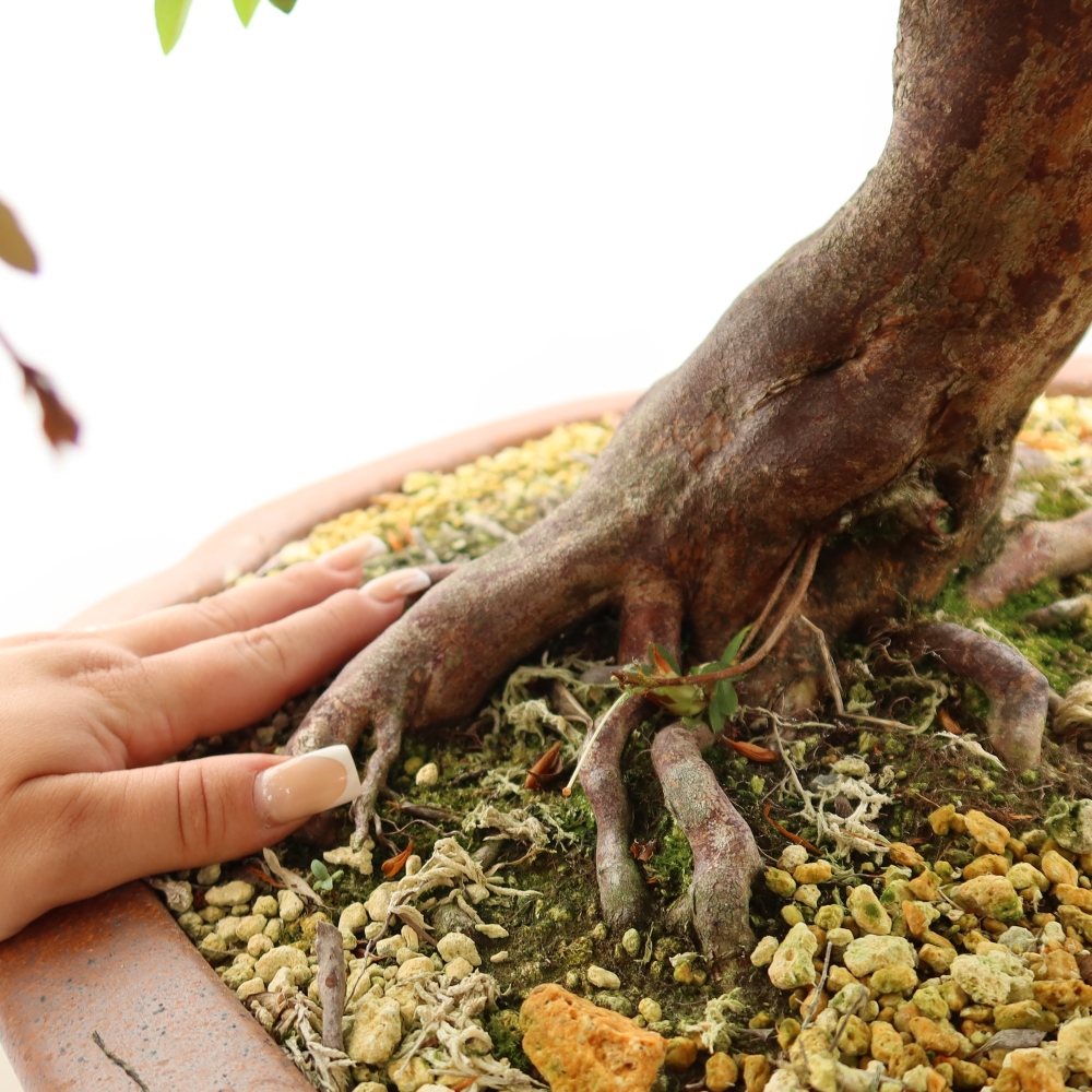 Bonsai zewnętrzne - Azalia japońska - Azalia Shunen