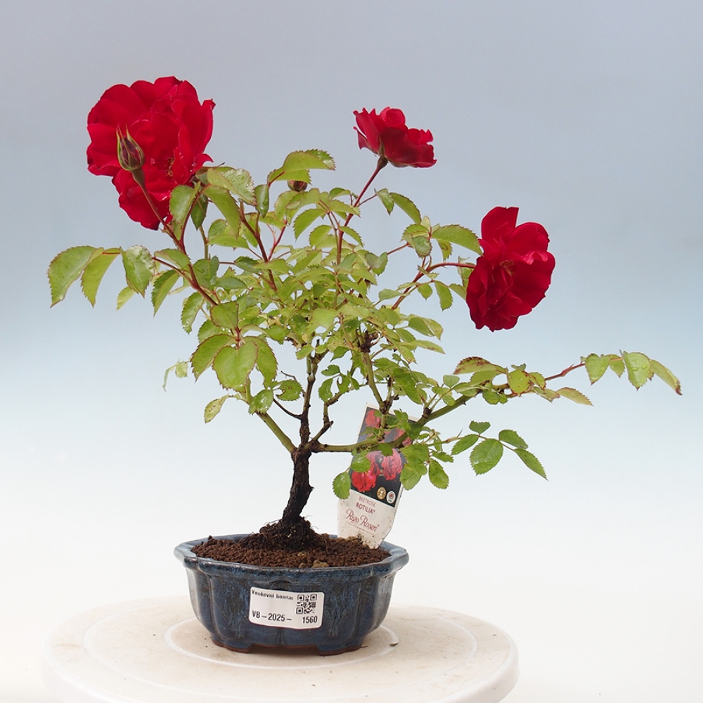 Bonsai na zewnątrz - Rosa Kordes - róża 