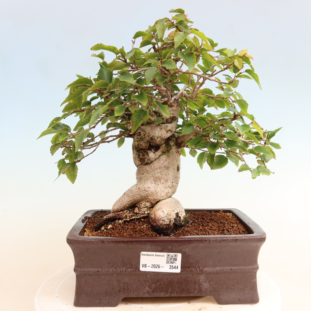 Outdoor bonsai - Carpinus CARPINOIDES - grab koreański