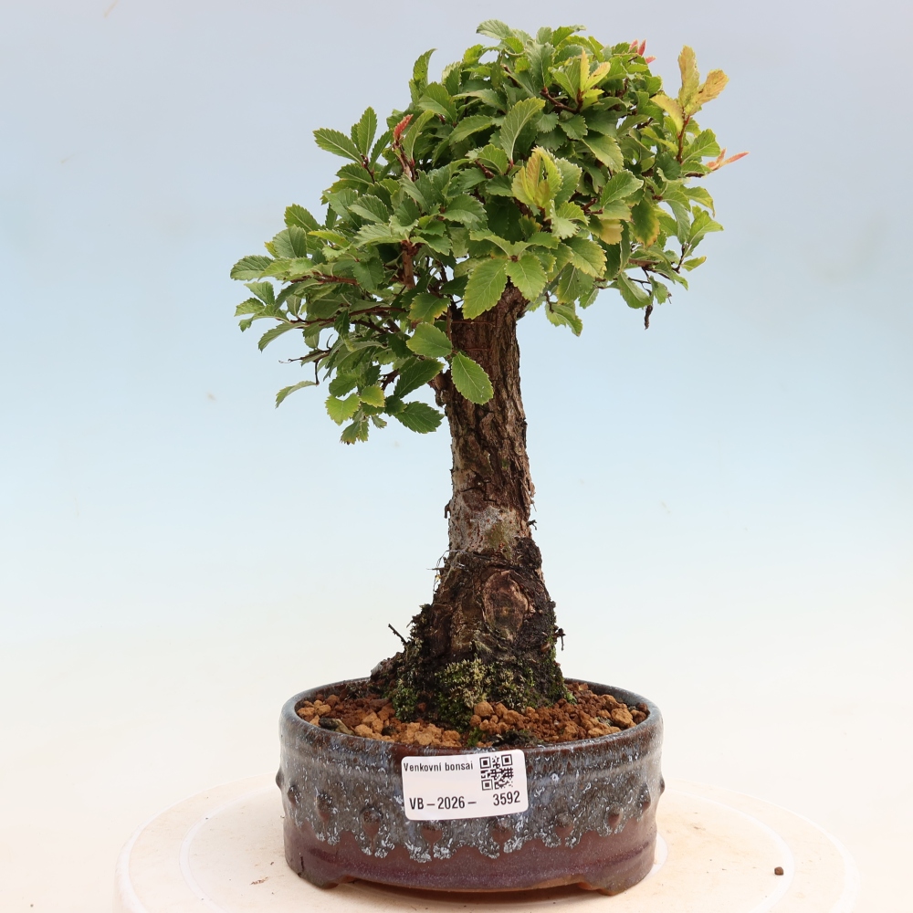 Bonsai zewnętrzne - Zelkova - Zelkova NIRE