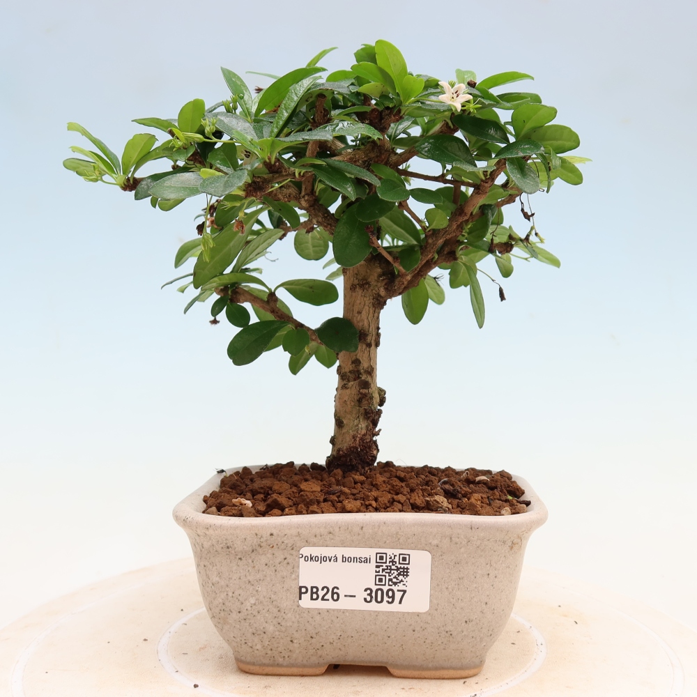 Bonsai pokojowe - Carmona macrophylla - Tea fuki
