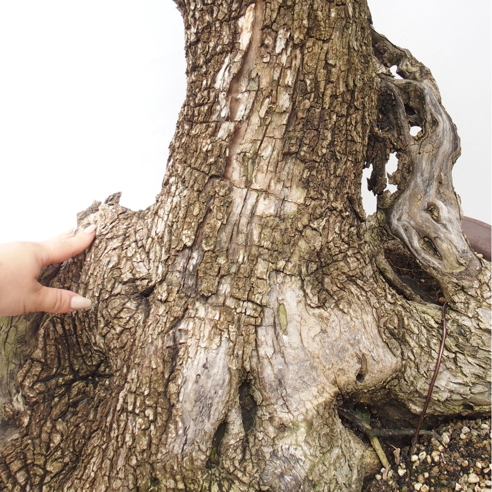 Kryte bonsai - Olea europaea sylvestris - Europejska oliwa z małych liści