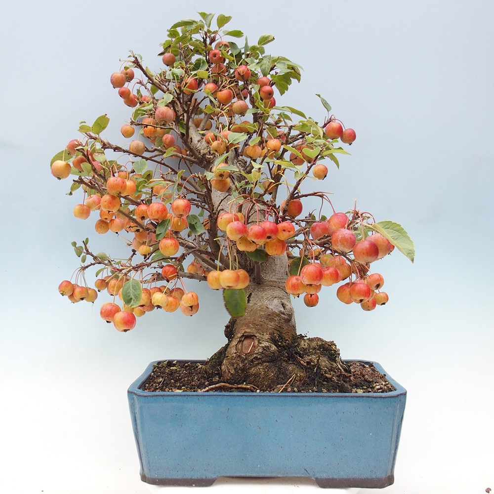 Bonsai plenerowe - Malus Halliana - Jabłoń drobnoowocowa