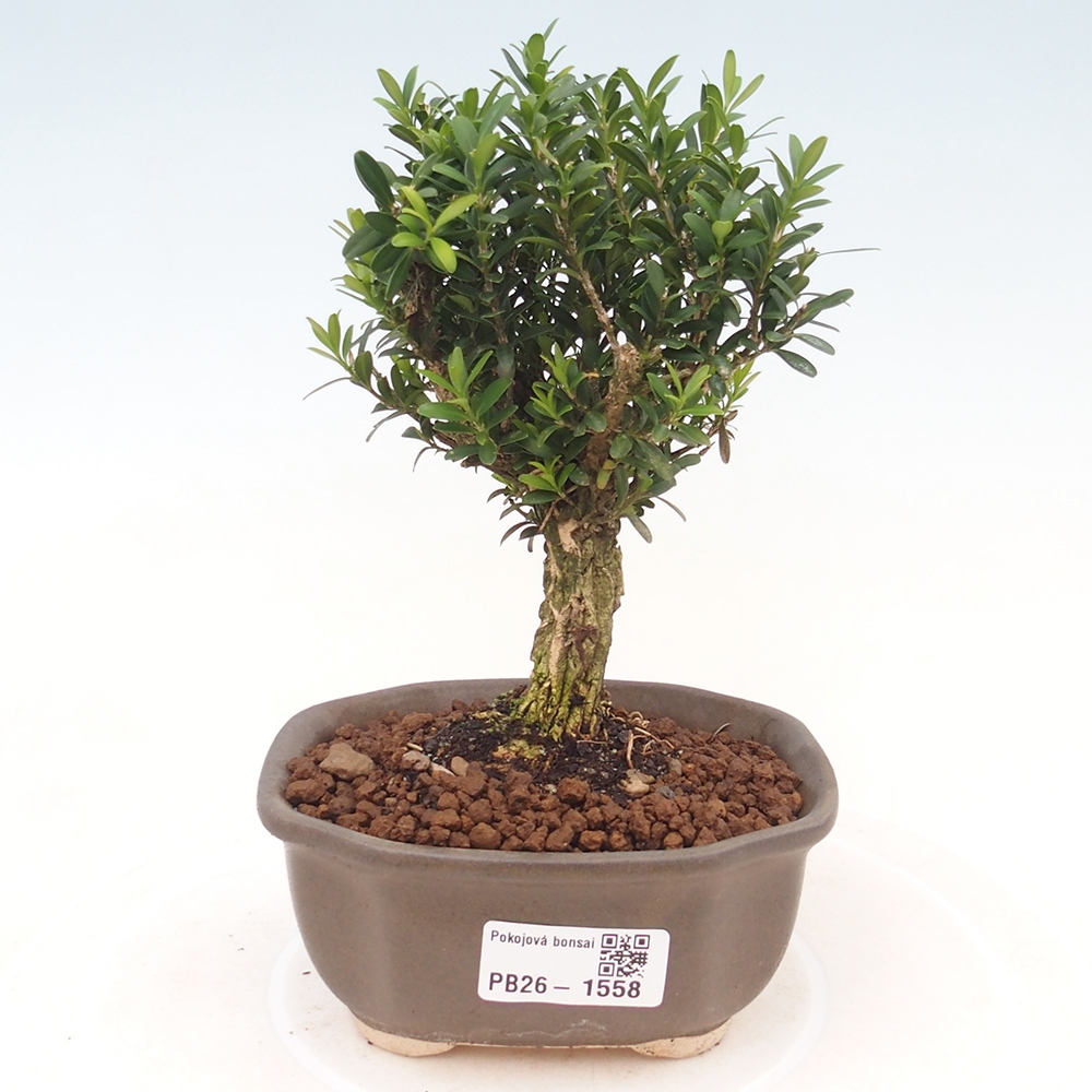 Pokój bonsai - Buxus harlandii - buxus korkowy
