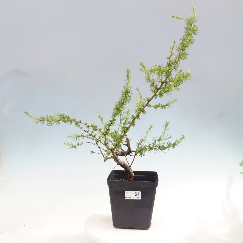 Bonsai zewnętrzne - Larix decidua - Modrzew