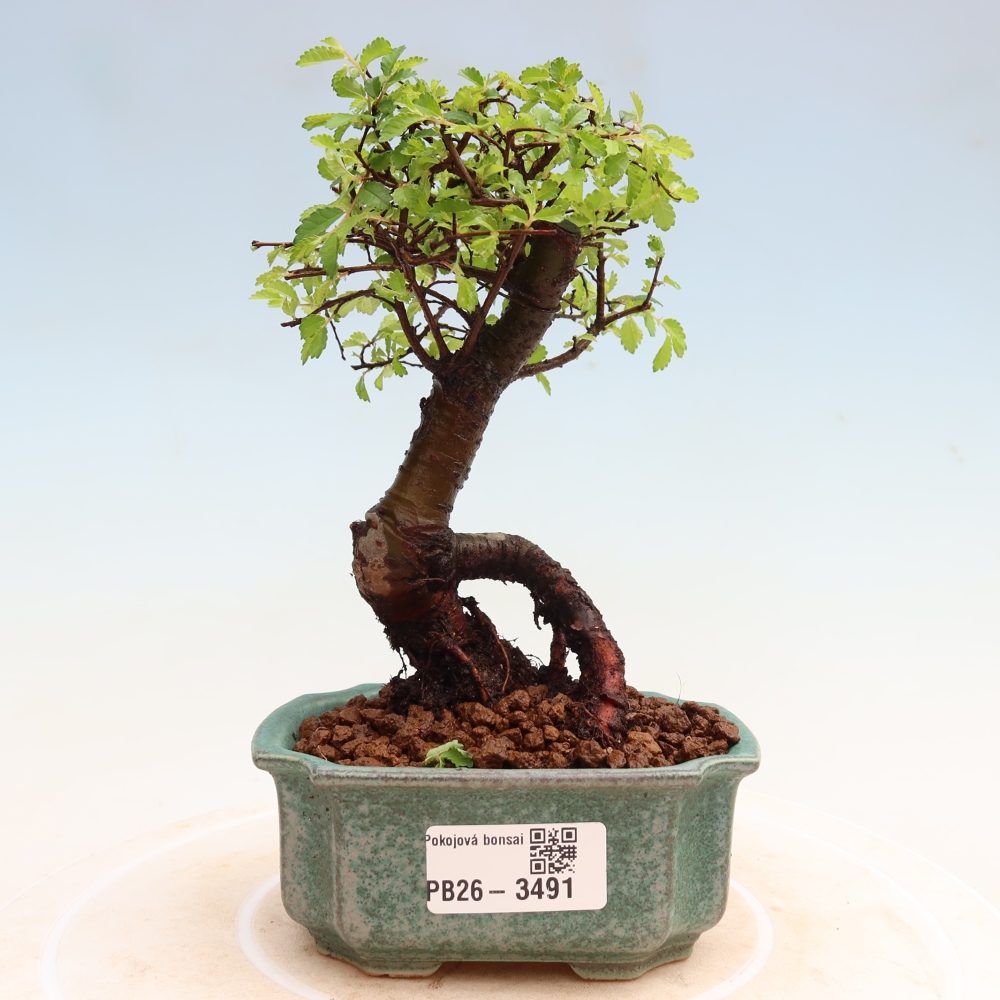 Pokój bonsai - Ulmus parvifolia - Wiąz drobnolistny