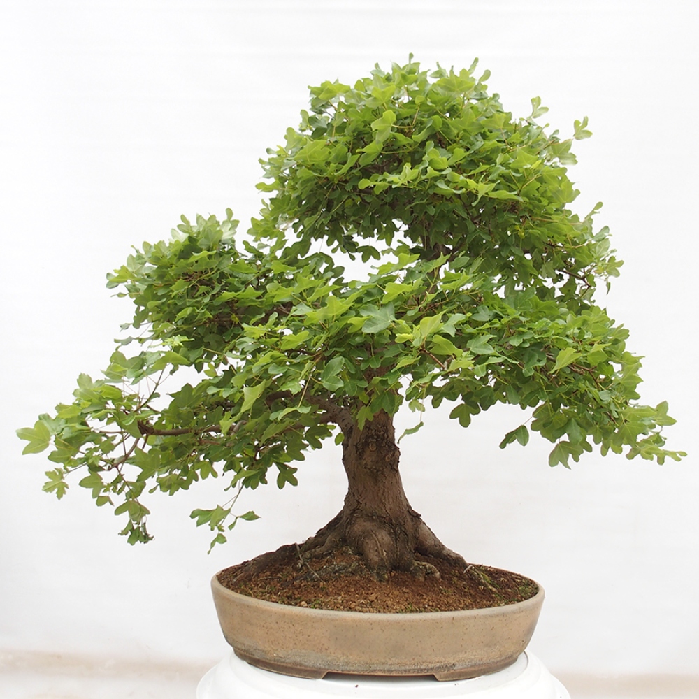 Bonsai zewnętrzne - Klon Francuski - Acer Nonspessulanum