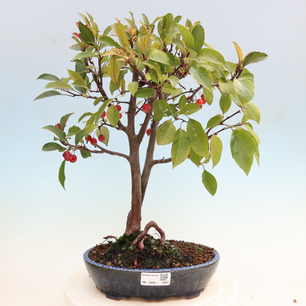 Outdoor bonsai - Malus domestica - Jabłoń czerwonolistna o małych owocach