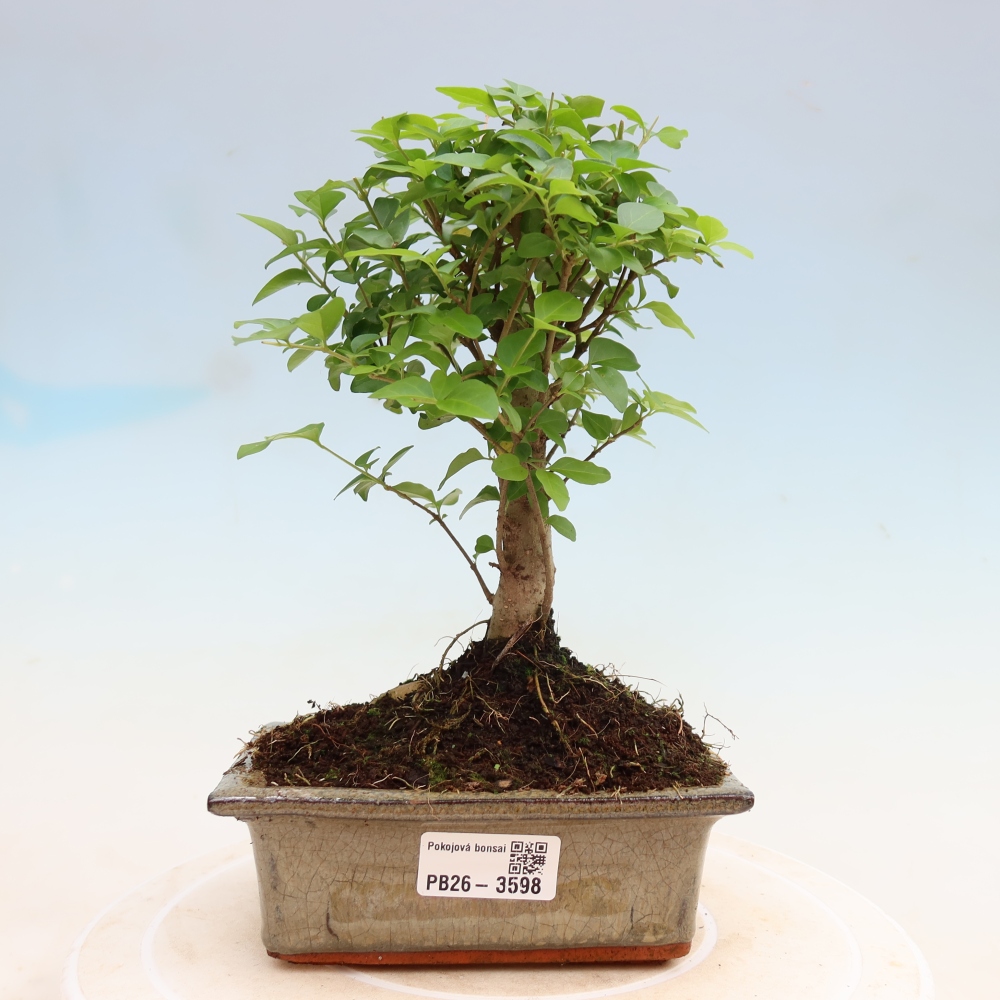 Pokój bonsai - Ligustrum chinensis - Dziób ptaka