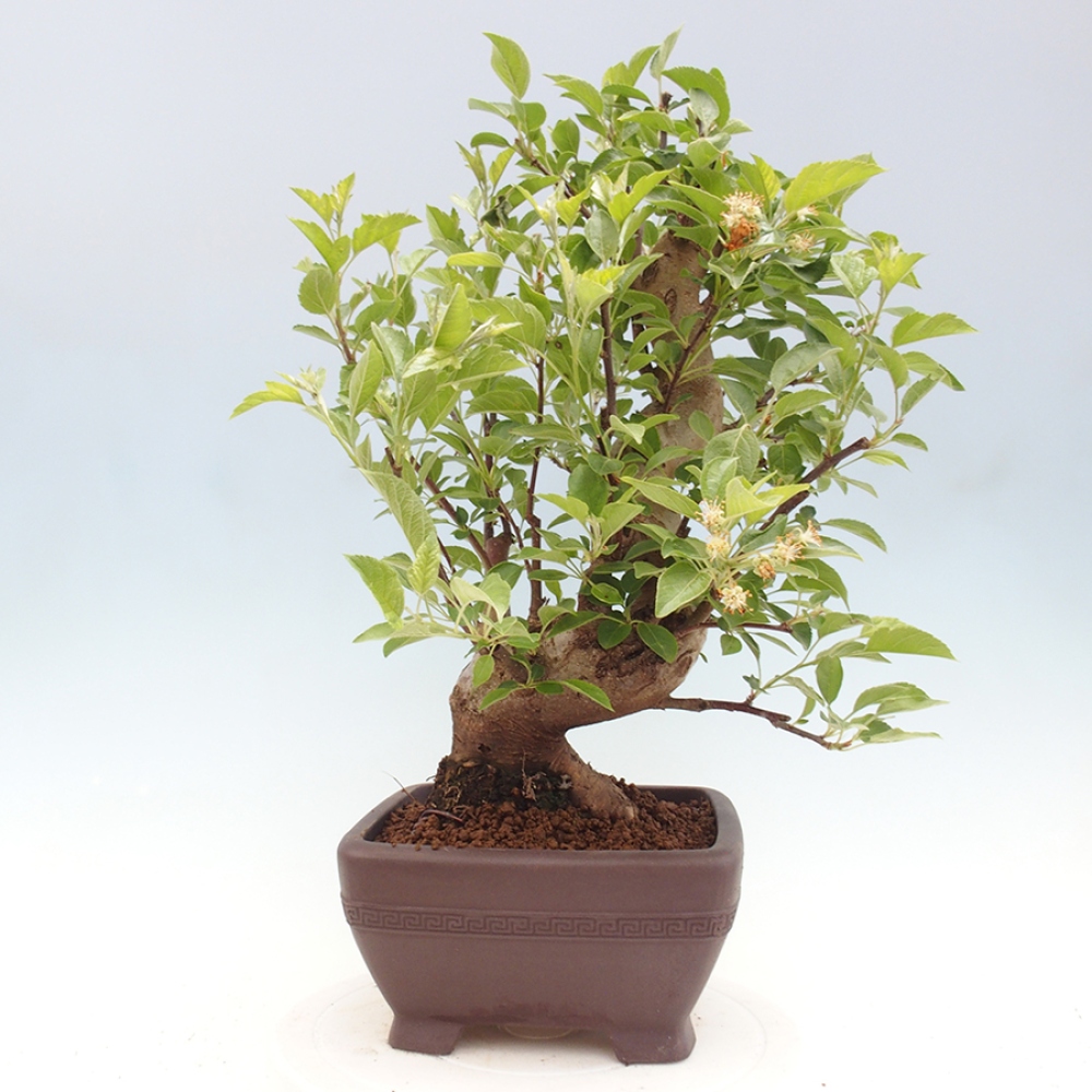 Bonsai plenerowe - Malus Halliana - Jabłoń drobnoowocowa