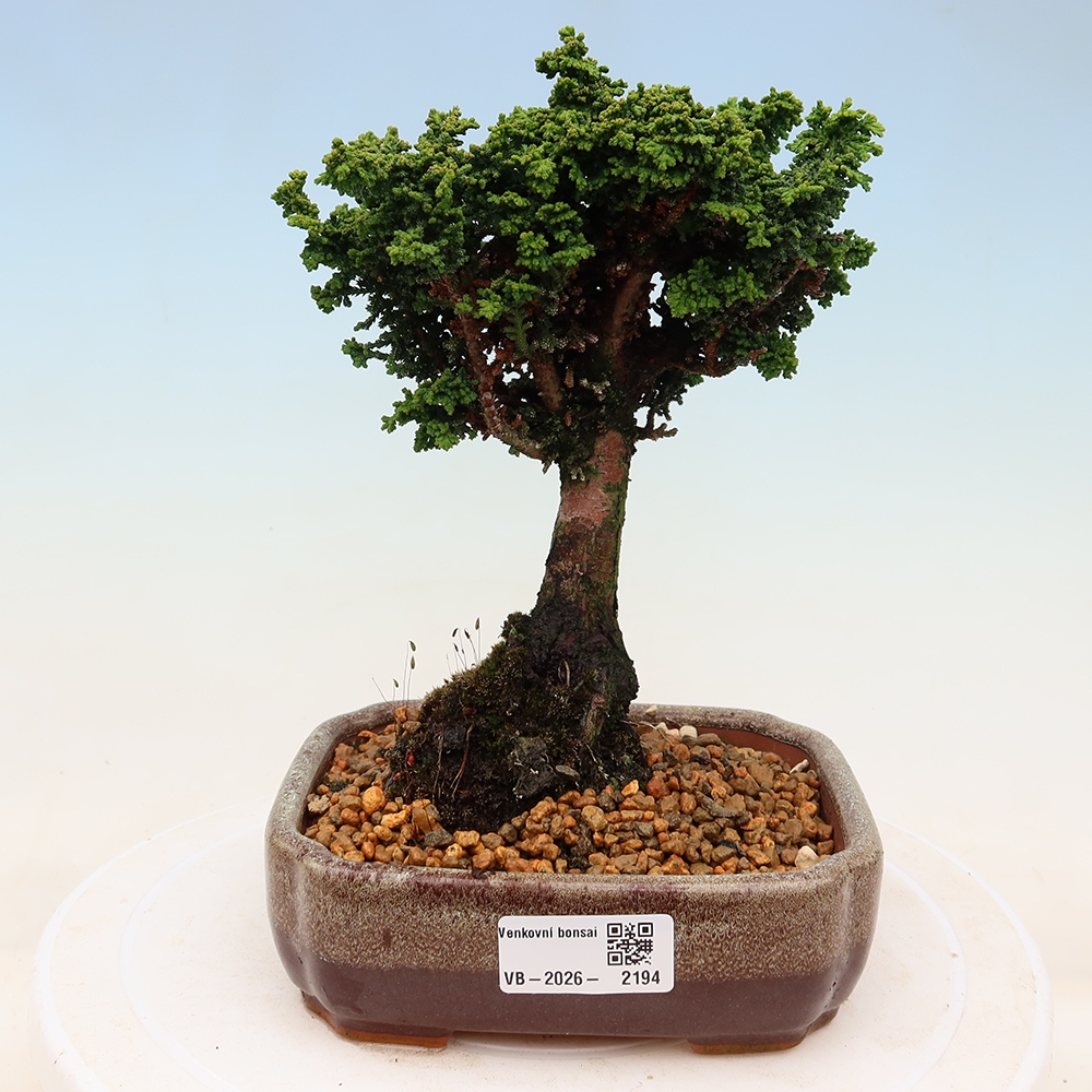 Bonsai zewnętrzne - Cham. obtusa SEKKA HINOKI - Cyprys