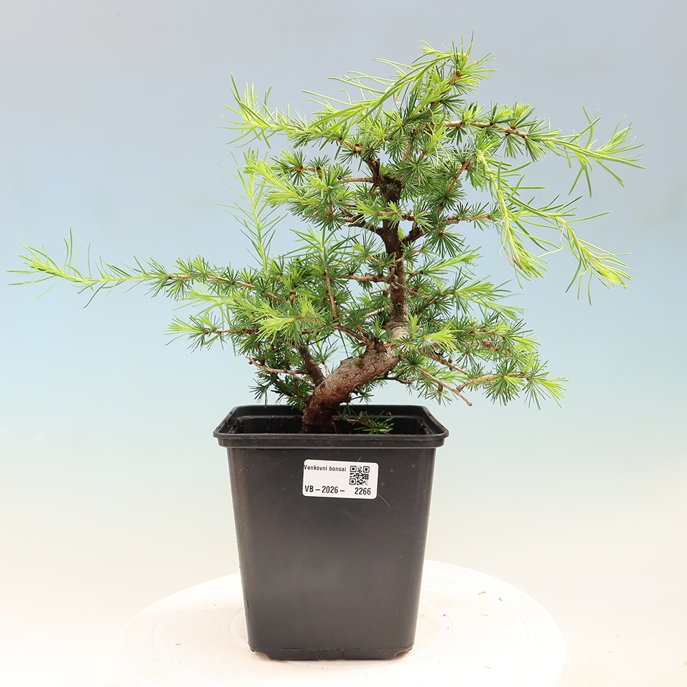 Bonsai zewnętrzne - Larix decidua - Modrzew