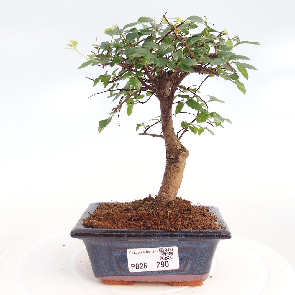 Pokój bonsai - Ulmus parvifolia - Wiąz drobnolistny