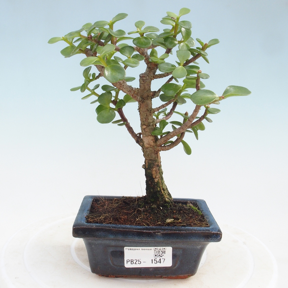 Kryte bonsai - Portulakaria Afra - Tlustice