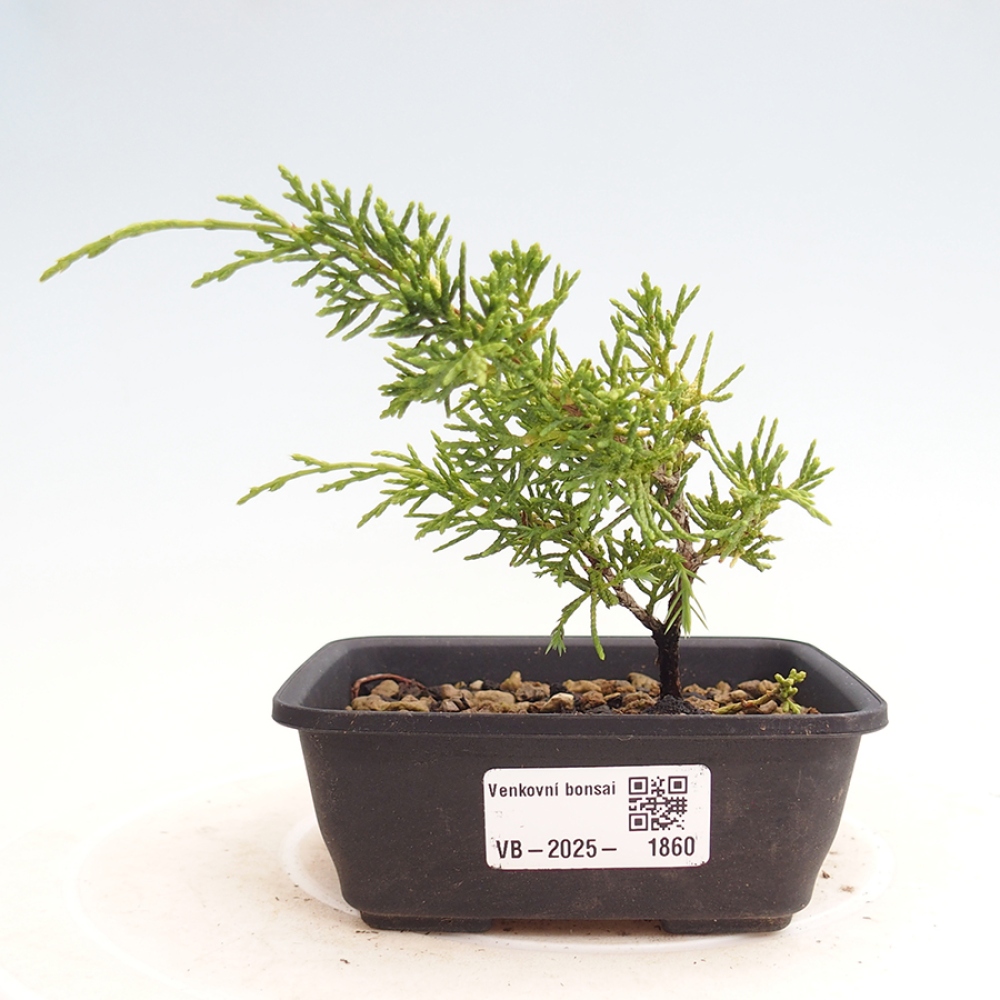 Outdoor bonsai - Juniperus chinensis Itoigawa - Jałowiec chiński