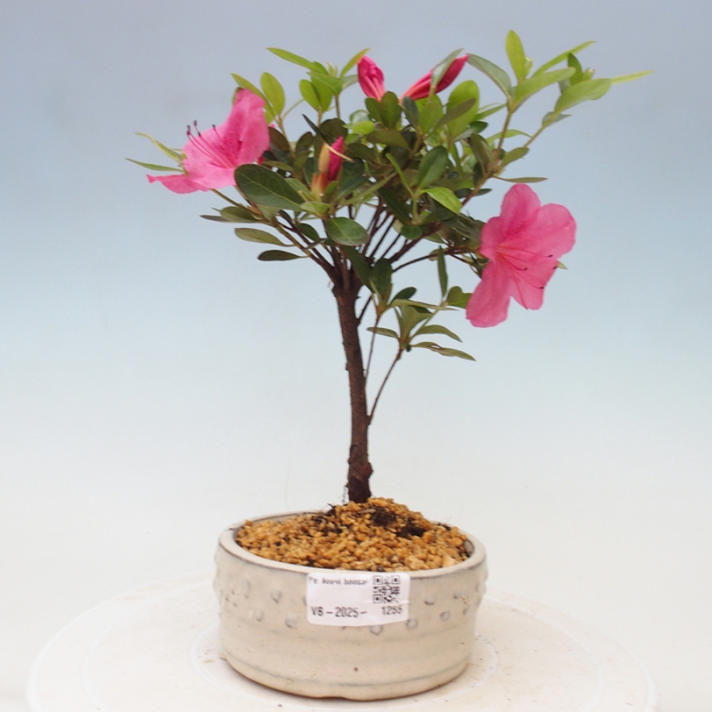 Bonsai zewnętrzne - Azalia japońska - Azalea sp.
