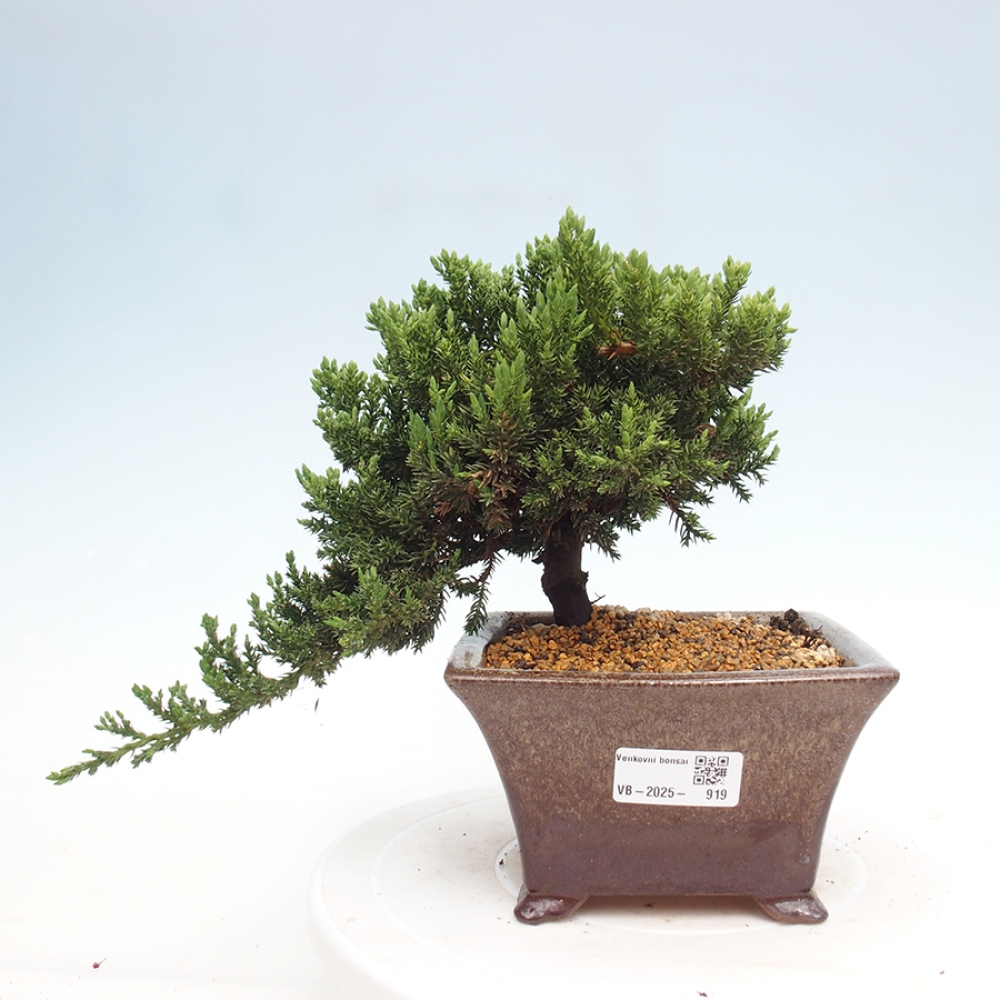 Bonsai na świeżym powietrzu - Juniperus procumbens - Jałowiec prostaty