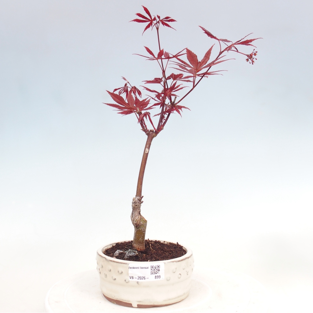 Bonsai na zewnątrz - Palma Acer. Atropurpureum-Javor palmate