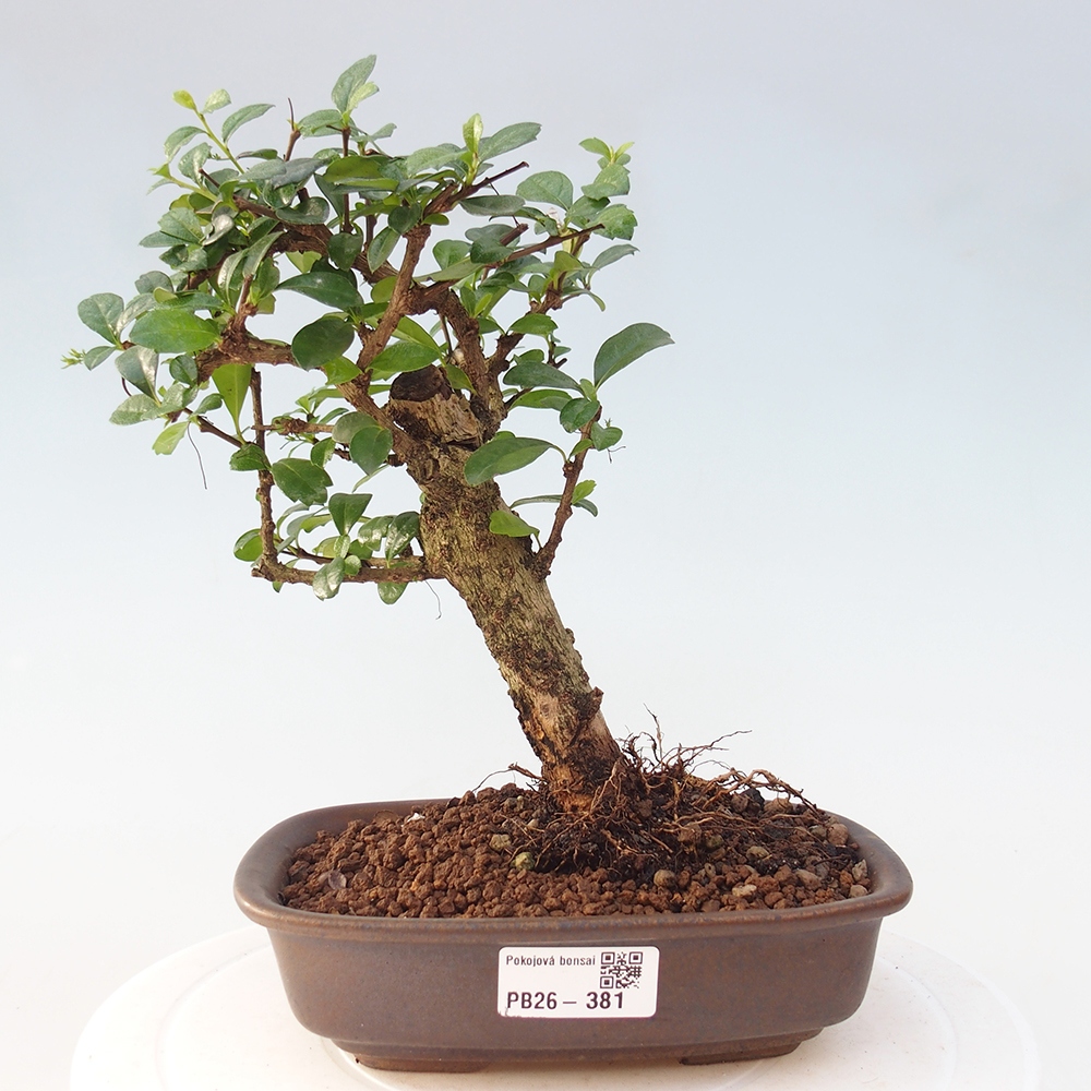 Bonsai pokojowe - Carmona macrophylla - Tea fuki