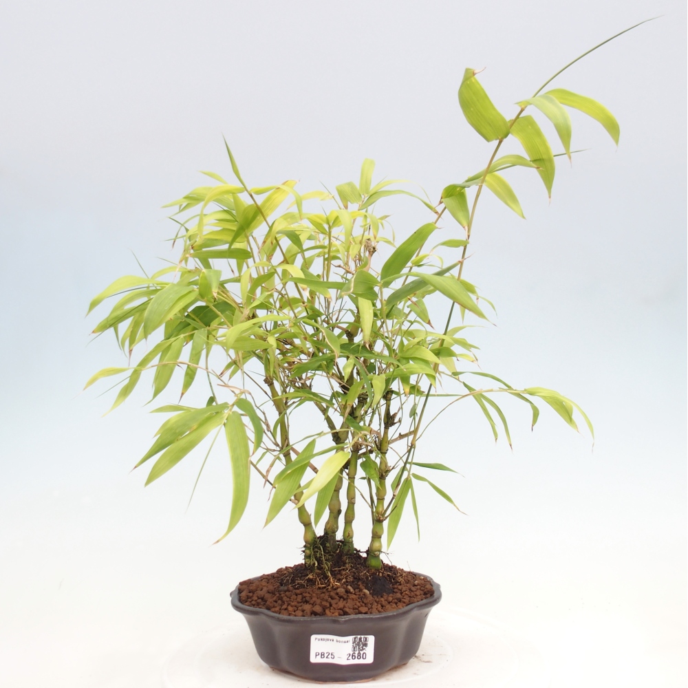 Bonsai wewnętrzne - Bambusowy Budda - Brzuch Bambusowego Buddy