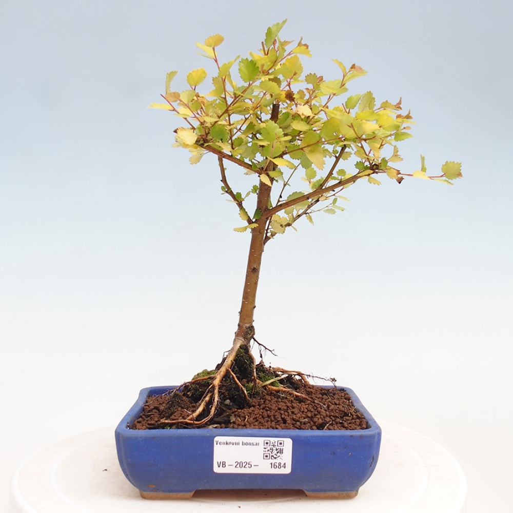 Bonsai zewnętrzne - brzoza karłowata - Betula NANA Treasure