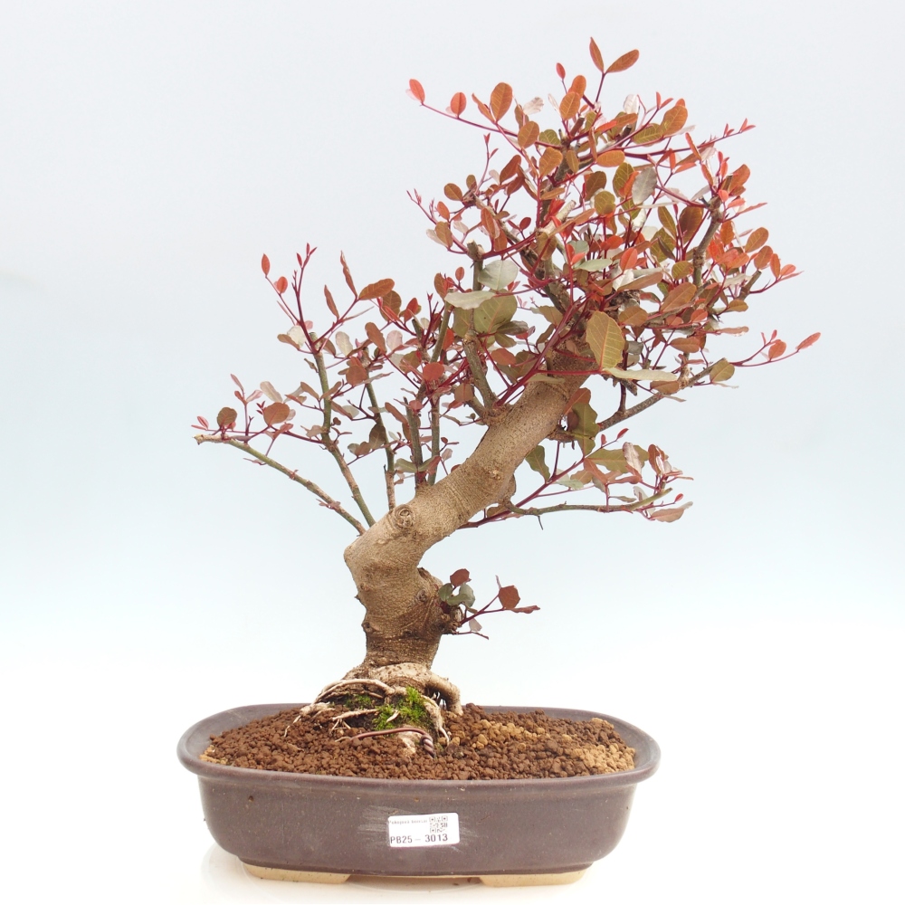 Pokój bonsai - Rohovnik tymczasowy, svatojansky bread-Ceratonia sp.