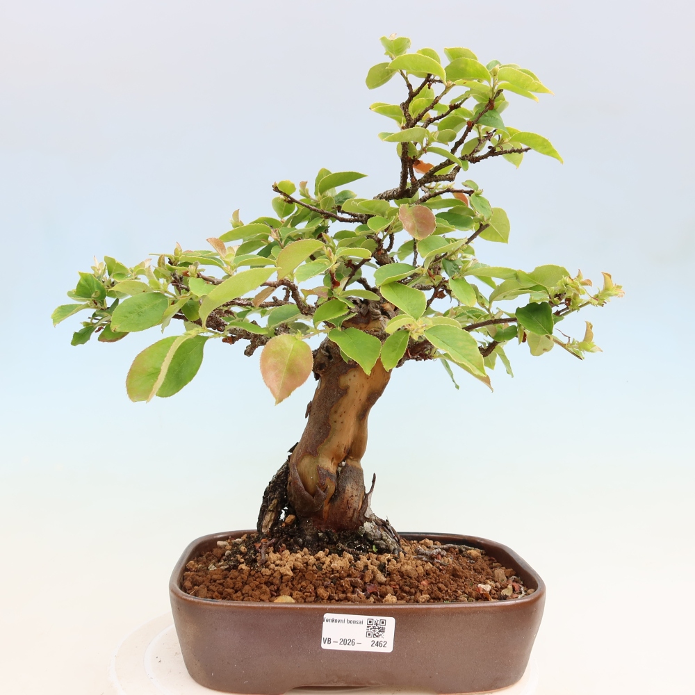Outdoor bonsai - Pseudocydonia sinensis - pigwa chińska