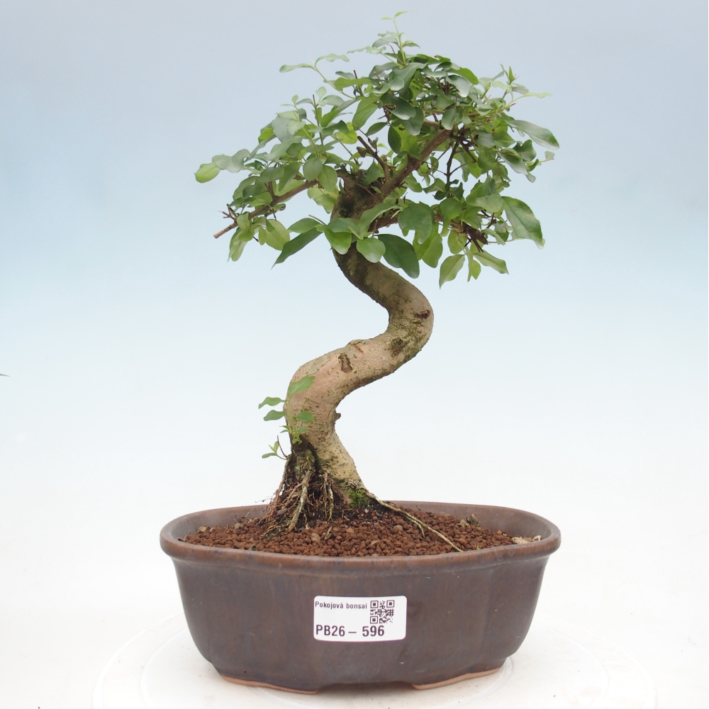 Pokój bonsai - Ligustrum chinensis - Dziób ptaka