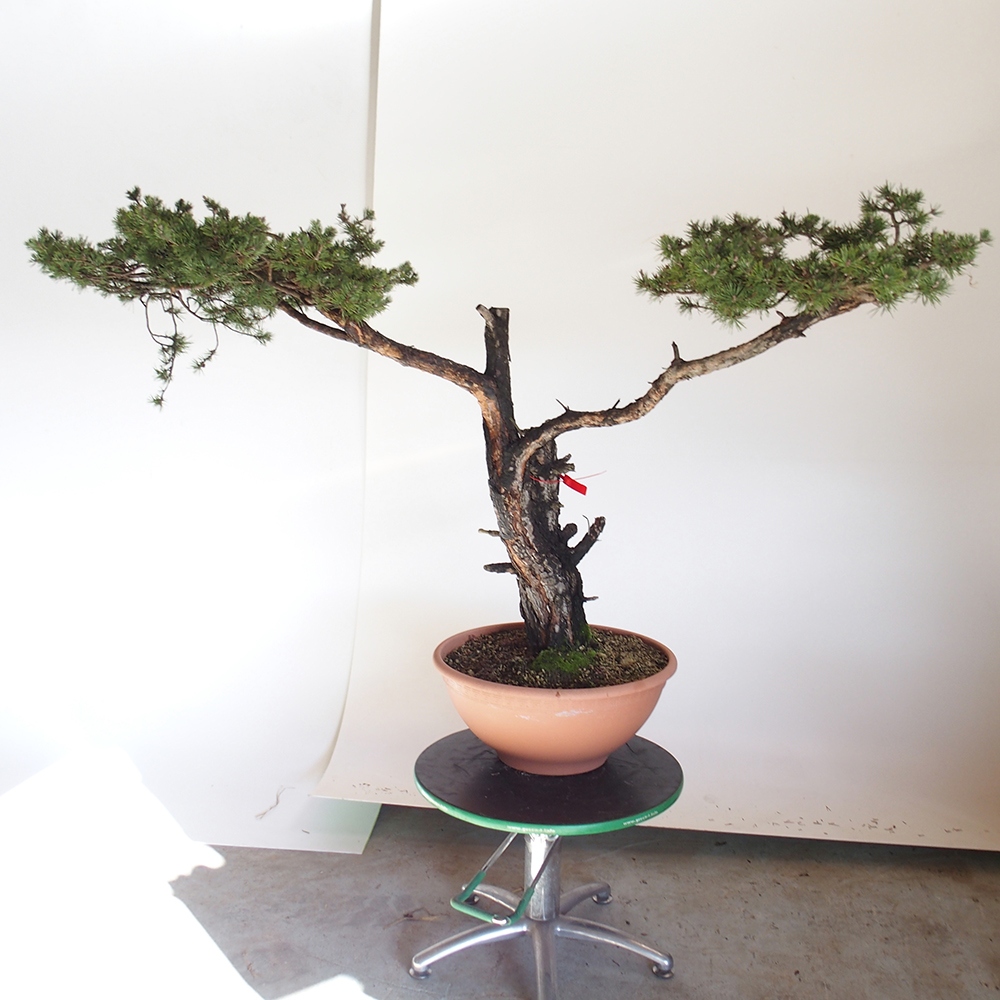 Yamadori - Pinus sylvestris Hiszpania