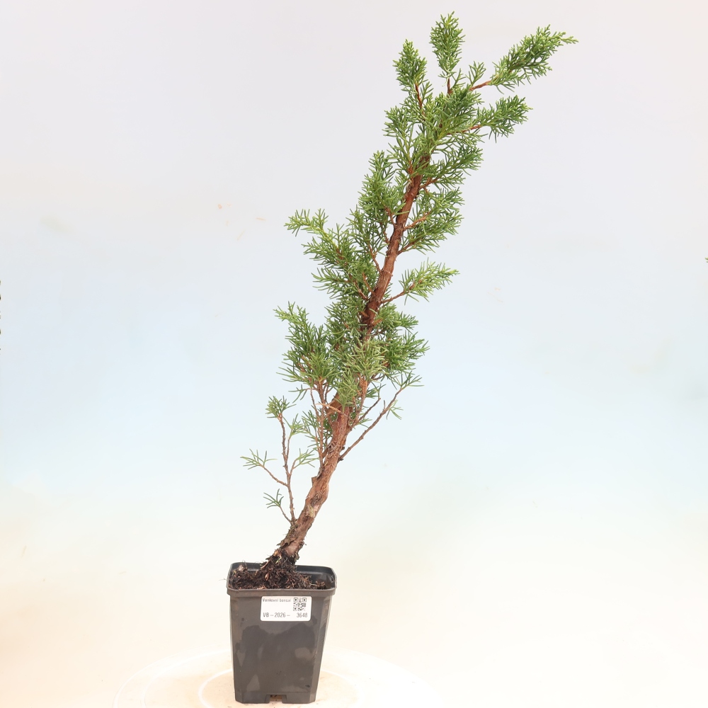 Outdoor bonsai - Juniperus chinensis Kishu