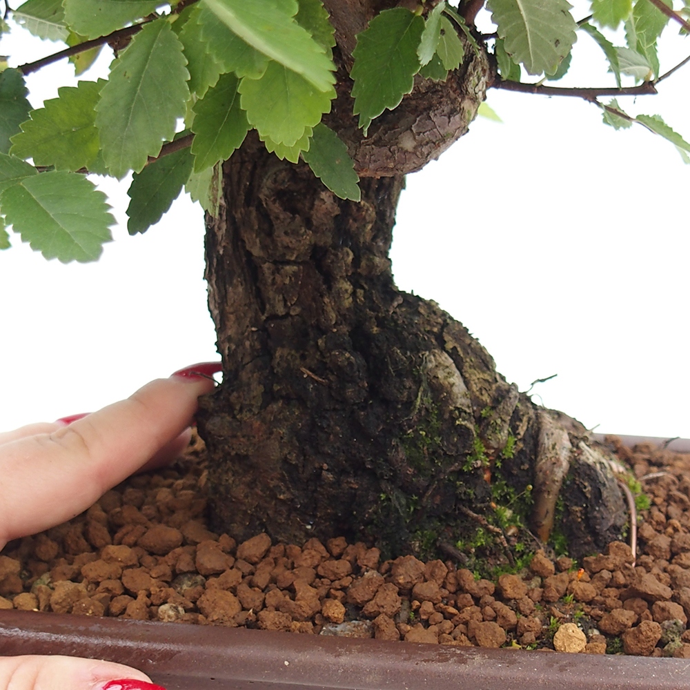 Bonsai na zewnątrz - Zelkova - Zelkova serrata