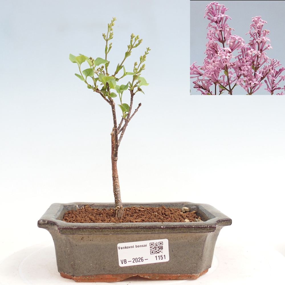 Outdoor bonsai - Syringa Meyeri Palibin - Lilak Meyera