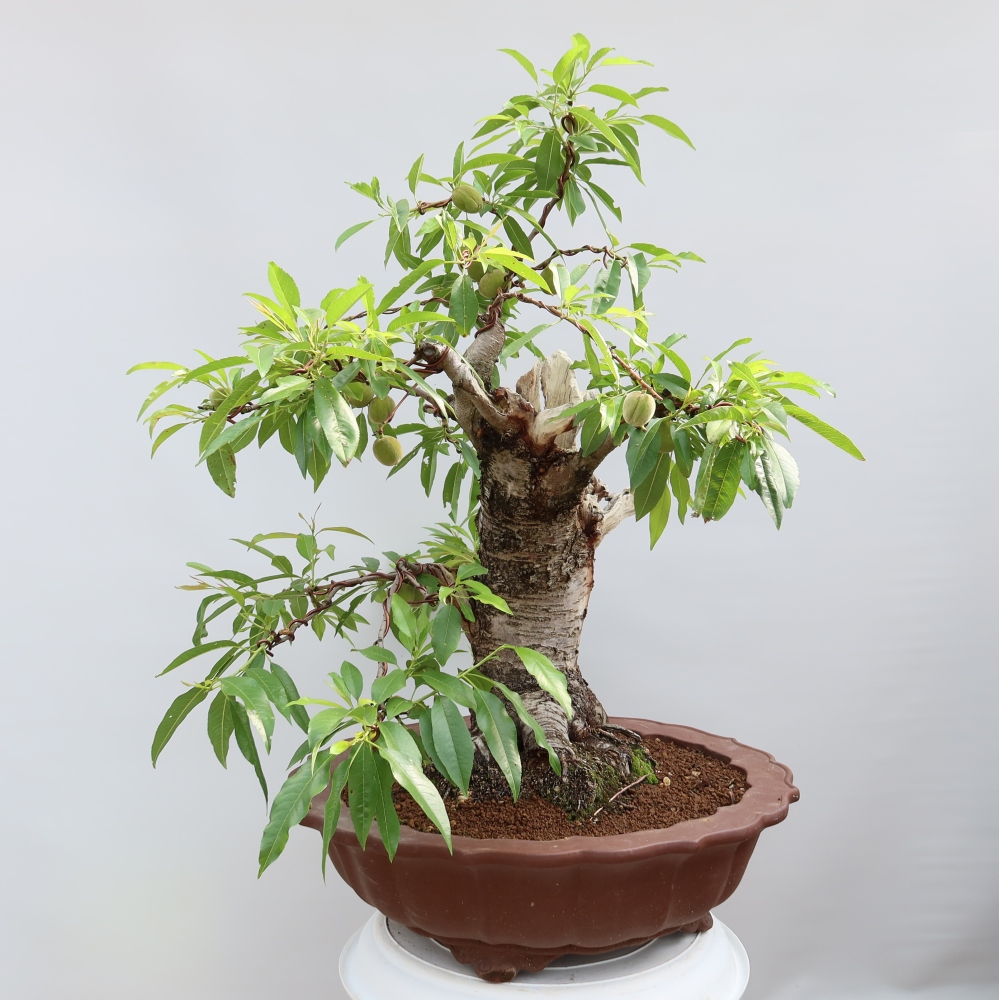 Bonsai ogrodowe – Prunus dulcis – Migdałowiec pospolity