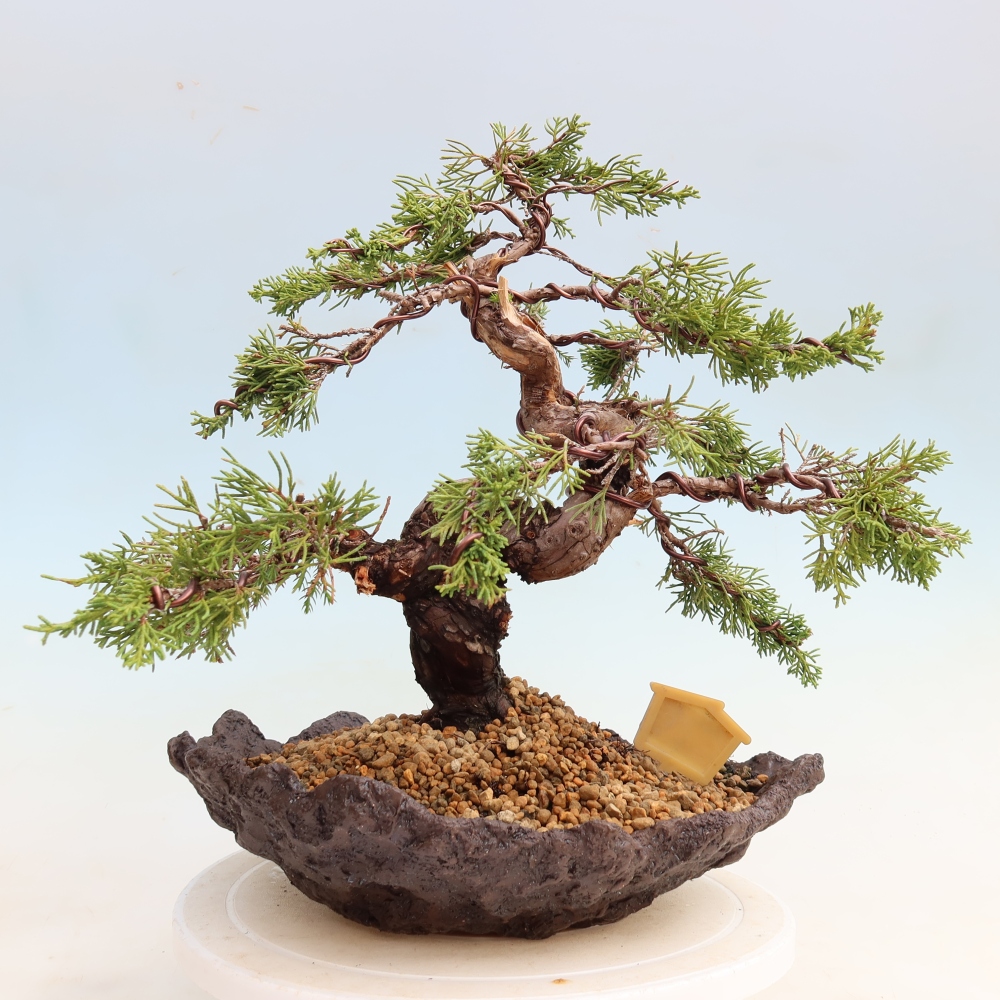 Bonsai ogrodowe – Juniperus chinensis Itoigawa – jałowiec chiński