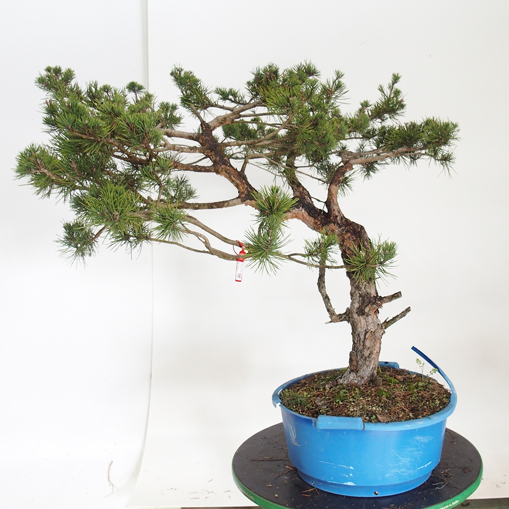 Yamadori - Pinus sylvestris Hiszpania