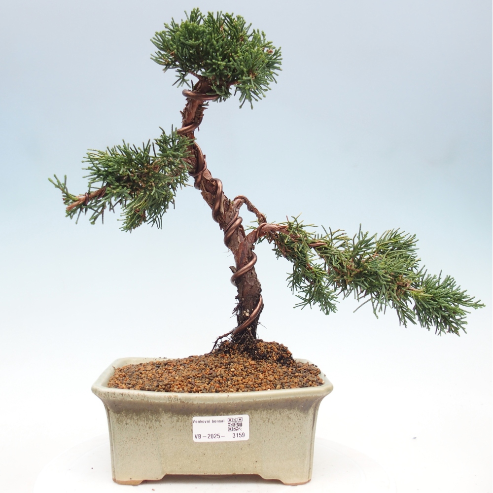 Outdoor bonsai - Juniperus chinensis Kishu - chiński jałowiec