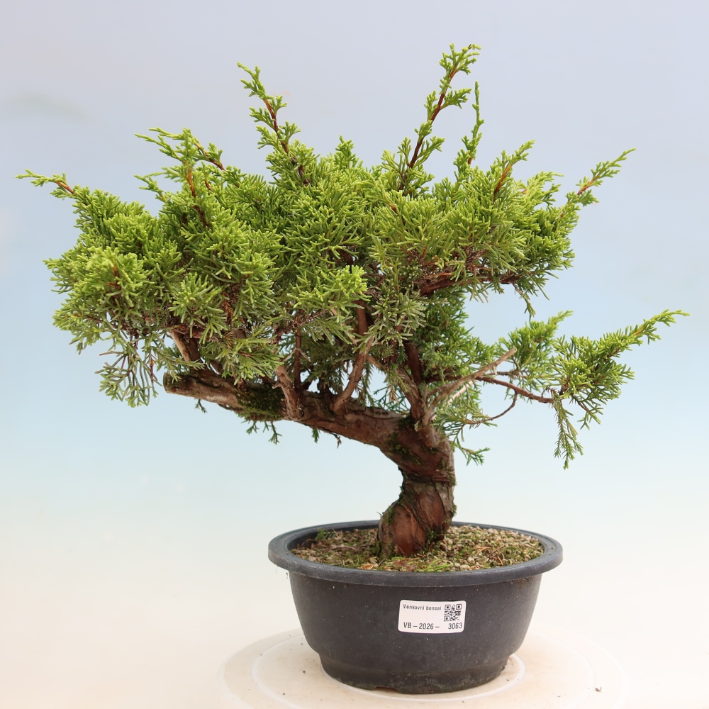 Bonsai ogrodowe – Juniperus chinensis Itoigawa – jałowiec chiński