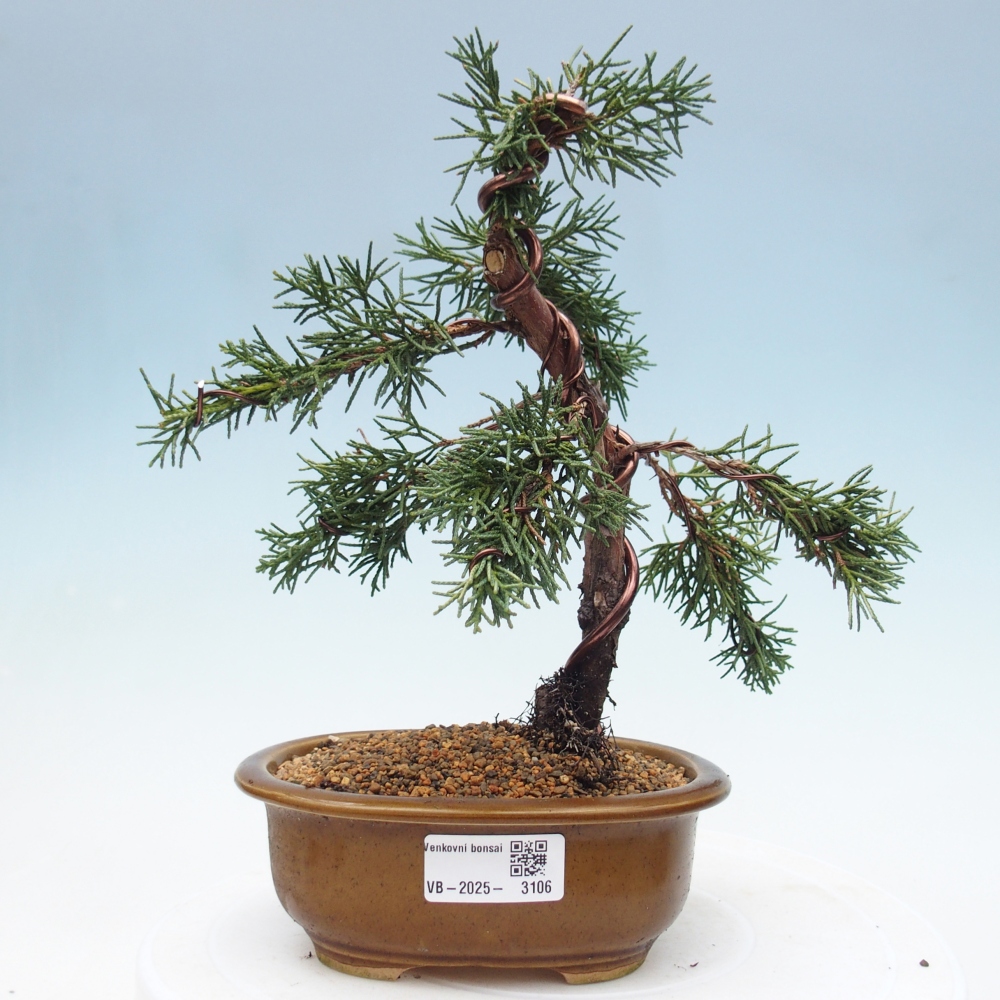 Bonsai zewnętrzne - Juniperus chinensis Kishu - Jałowiec chiński