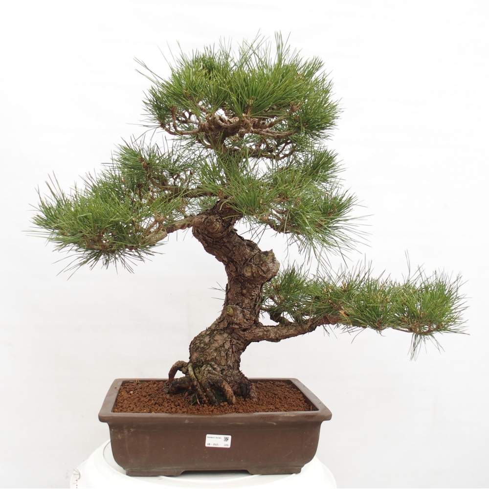 Bonsai ogrodowe - Pinus thunbergii - Sosna Thunberg