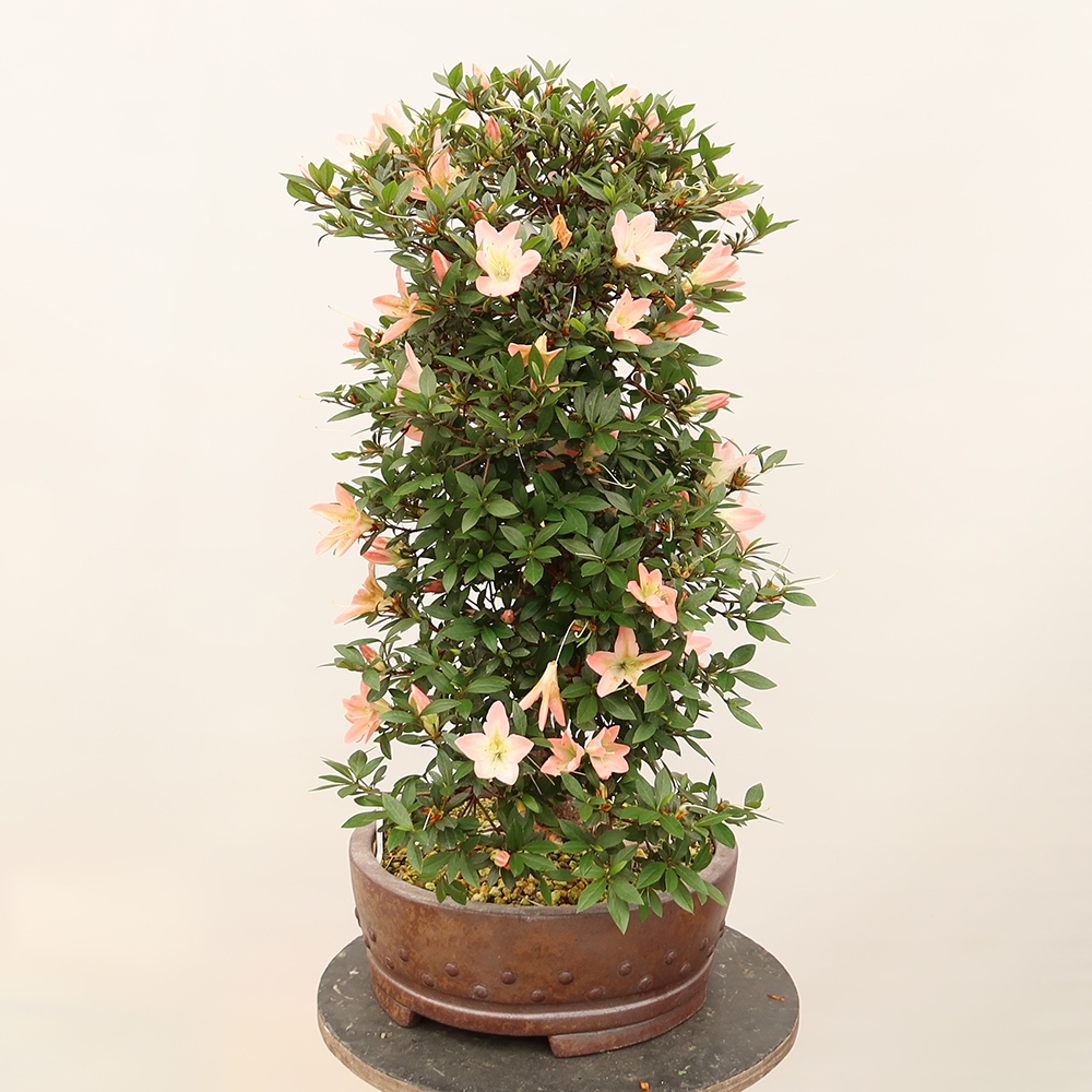 Bonsai zewnętrzne - Azalia japońska - Azalia CHIHIRO