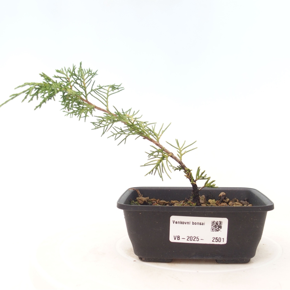Outdoor bonsai - Juniperus chinensis Itoigawa - Jałowiec chiński