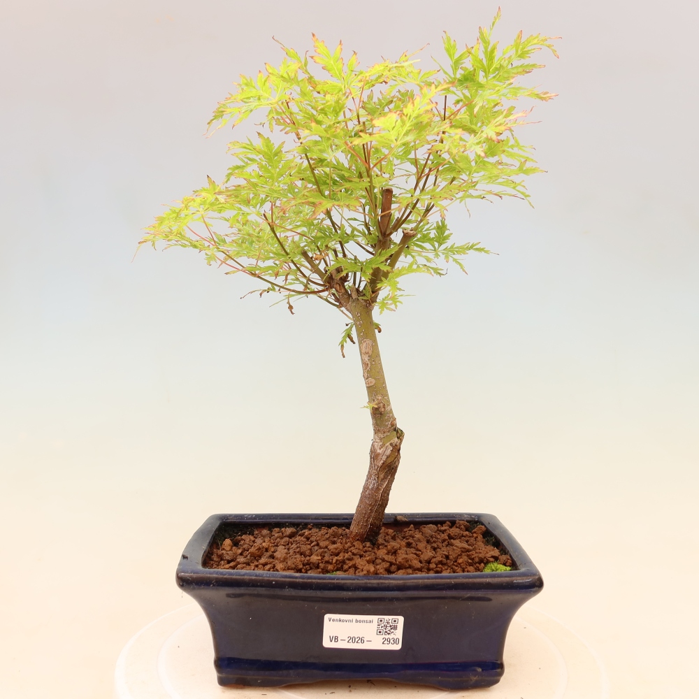 Bonsai ogrodowe – Acer palmatum Dissectum – klon palmowy 